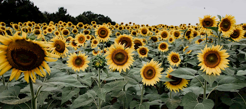 Pfingsten und der Heilige Geist (1)