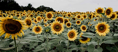 Das Glück der Vergebung (Teil 2)