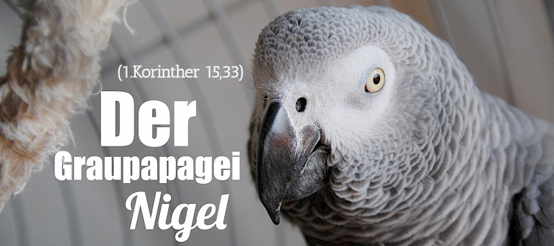 Der Graupapagei Nigel (1.Kor 15,33)