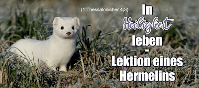 In Heiligkeit leben - Lektion eines Hermelins (1.Thess 4,3)