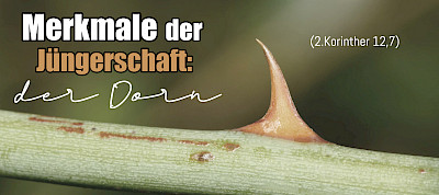 Merkmale der Jüngerschaft: der Dorn (2.Kor 12,7)