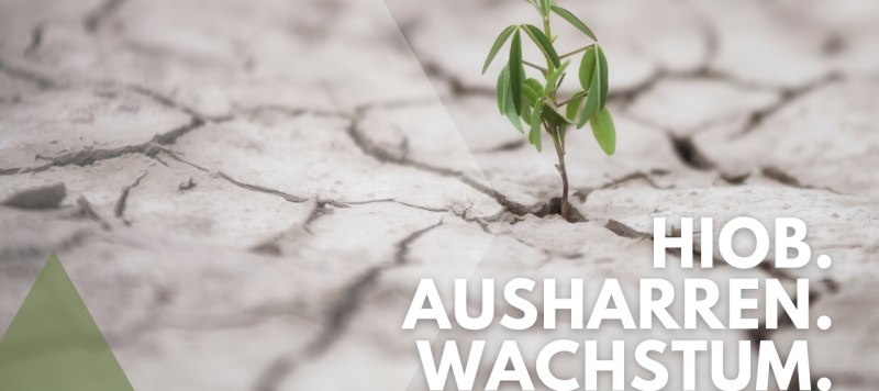 Ausharren und Wachstum - Impulse aus dem Buch Hiob