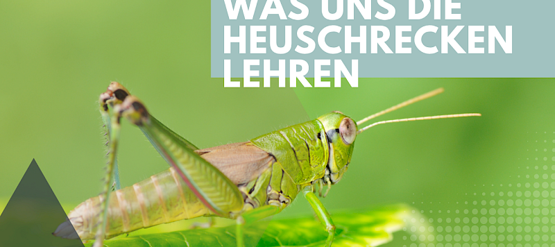 Was uns die Heuschrecken lehren